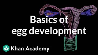 Basics of egg development  Reproductive system physiology  NCLEXRN  Khan Academy [upl. by Dyraj525]