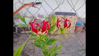 Update on the flowering of glory lily  Gloriosa part 2 4K [upl. by Any]