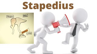 Stapedius muscle II 2 minutes II stapedial reflex II [upl. by Fabrianne]