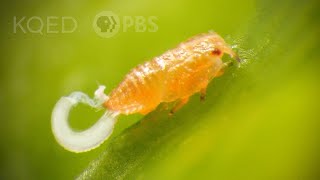 Citrus Psyllids Bribe Ants With Strings Of Candy Poop  Deep Look [upl. by Shaw]