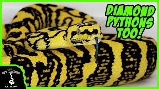 DO CARPET PYTHONS MAKE GOOD PETS [upl. by Neona]