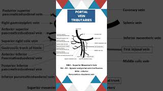 Portal vein Tributaries liveranatomy neetpg surgicaleducation anatomydrawing education [upl. by Fein]