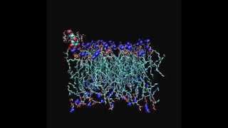 MD simulation of delphinidin formulated with βcyclodextrin at lipid membrane interface [upl. by Eustazio]