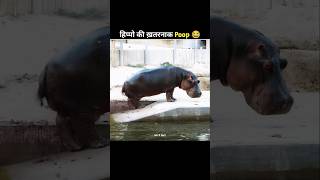 Why Do Hippos Spray Their Poop 😂shorts amazingfacts hippo [upl. by Nevs93]