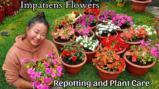 Impatiens Flowers Repotting and Plant Care  Nepali Gardening vlogs [upl. by Christopher]