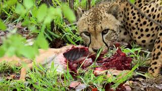 Cheetah feeding on a Steenbok [upl. by Macrae]