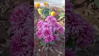 Dahlia winter flower plant 🌼🌸 Dahlia flower plant care Depends on zone and location [upl. by Noremac]