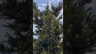 Cryptomeria japonica Black Dragon pruning [upl. by Asseneg]