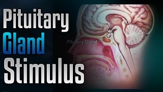 🎧 Pituitary Gland Stimulation to Release Growth Hormone with Simply Hypnotic [upl. by Nnylahs]