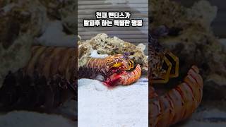 천재 맨티스쉬림프가 탈피후 반복하는 특이한 행동 [upl. by Aidiruy]