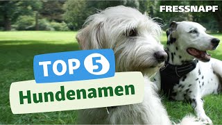 Top 5 Hundenamen Die beliebtesten Hundenamen [upl. by Notsirk37]