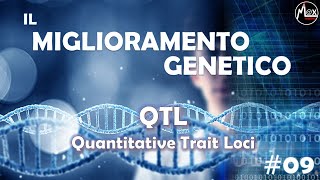 QTL  Quantitative Trait Loci  Il Miglioramento Genetico 09 [upl. by Mitch]