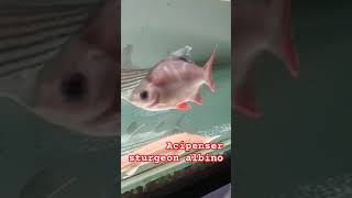 Acipenser sturgeon music musik cover song fishing catfishfarming fish predatorfish edm [upl. by Sito14]