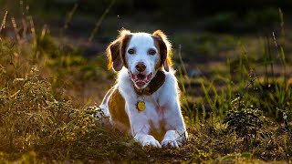 Grooming Tips for Show Dogs How to Prepare Your Brittany for the Show Ring [upl. by Ketti]