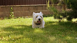 West Highland White Terrier Westie Bobby Too much sun for a small dog [upl. by Refannej]