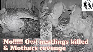 Raw Footage Barn Owls Unbelievable Assault Killing Nestlings and Their Mothers Vengeance [upl. by Kele]