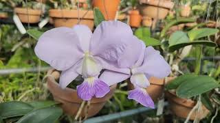 Cattleya walkeriana fcoerulea yokohanaBlue Diamond [upl. by Nilac]