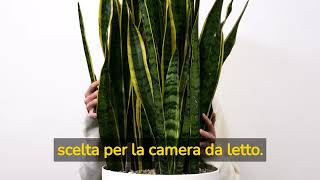 Sansevieria caratteristiche e proprietà della pianta Come curarla e coltivarla [upl. by Schug]