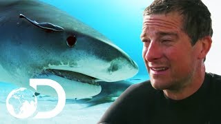 Bear Grylls VS Bull Sharks  SHARK WEEK 2018 [upl. by Jaehne980]