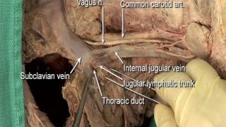 12 Step 11 Carotid sheath and its contents [upl. by Olsson660]