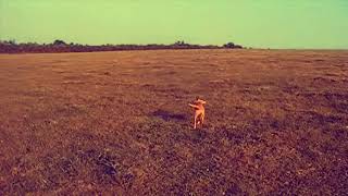 Lurcher puppy training for the retrieve [upl. by Sterrett]