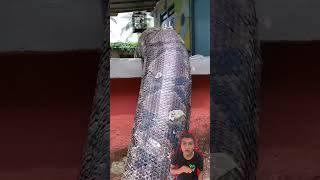 Serpiente gigante 🐍 youtubeshorts funny shorts viralvideo [upl. by Arnold467]