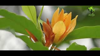 Plant 223  sampige mara  ಸಂಪಿಗೆ  CHAMPA  GOLDEN CHAMPA  Michelia  Herbal amp The plant [upl. by Navets]