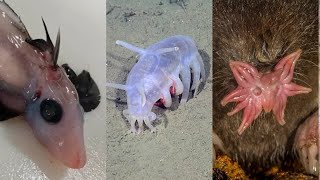 5 Most Bizarre looking animals on Earth  Top 5 weirdest animals you wont believe exist on Earth [upl. by Saddler]