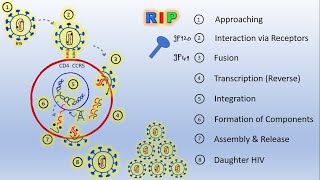 HIV life cycle [upl. by Landes]