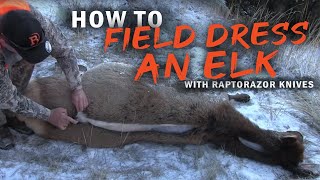 How to field dress an Elk without gutting Using the Raptorazor knives [upl. by Herv]