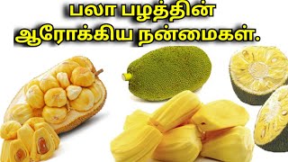 பலா பழத்தின் ஆரோக்கிய நன்மைகள்  palapalam benefits in tamil  jackfruit health benefits in tamil [upl. by Alliuqal]