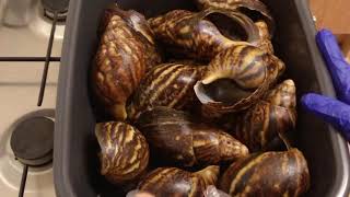 Comment nettoyer les escargots [upl. by Kenon]