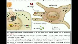 How do Melanocytes Make Melanin Melanogenesis Mechanism [upl. by Mikihisa]