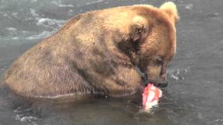 Alaska grizzly bear eating salmon [upl. by Ibloc932]