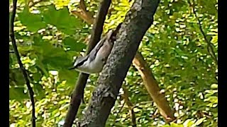 Eurasian nuthatch Sitta europaea [upl. by Happ706]