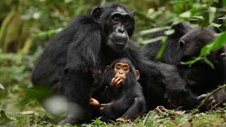 Amazing Chimpanzee footage amp Chimps Playing [upl. by Eanahs]