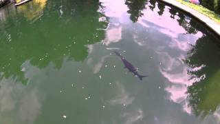 Löffelstör Paddlefish Polyodon spathula KoiCompetence [upl. by Sanoj]