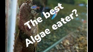 Why a bristle nose pleco is one of the best algae eaters [upl. by Dustman945]