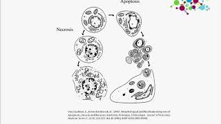 Apoptosis and Alzheimers Disease in vitro detection approaches [upl. by Cort]