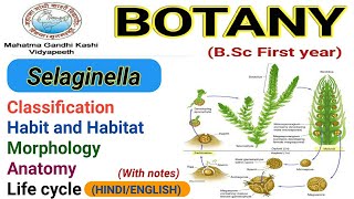 SelaginellaClassificationMorphologyAnatomyLife cycle Selaginella [upl. by Nivlac478]