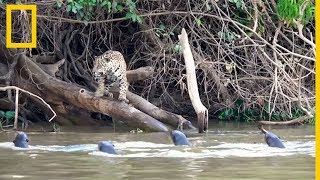 Jaguares contra nutrias gigantes ¿quién ganará  National Geographic en Español [upl. by Yevi]