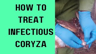 How to treat infectious coryza [upl. by Ytsenoh]