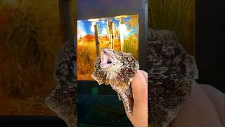 Baby Frilled Dragon Setup frilleddragon lizard reptiles reptileroom reptileenclosure [upl. by Dalis]