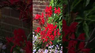 Crocosmia ‘lucifer’ [upl. by Daffy421]