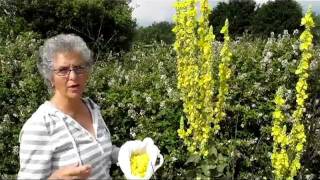 How to Make Mullein Cough Syrup [upl. by Tisdale]