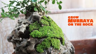 Murraya Paniculata Root Over Rock  Dwarf Orange Jasmine Bonsai [upl. by Pelmas]