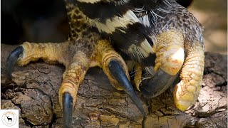 Crowned Eagle  With Powerful Talons Able To Exert Force Up To 440 Pounds Per Square Inch [upl. by Steve]