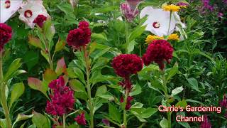 How To Grow Celosia Crested Cleosia Plume Celosia Celosia seedlings update August 2019 [upl. by Murdocca]