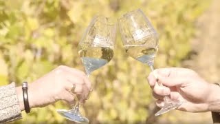 Valdeorras El origen del godello una variedad única para vinos blancos [upl. by Gherardi223]