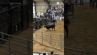 Escaped Rodeo Bull Runs Into Crowds at Florida State Fair [upl. by Gamber829]